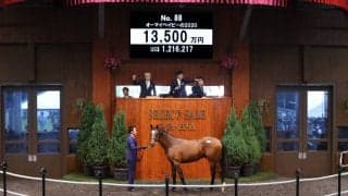 【セレクトセール2021】ステラヴェローチェ全弟が1億3500万円