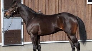 馬場悪化を考慮し見送ったコリエンテスが戸崎圭太騎手で仕切り直しのデビュー/関東馬メイクデビュー情報