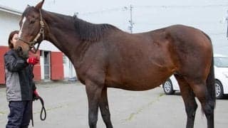 ナイスネイチャ・バースデードネーションでサダムパテックの母が受け入れ馬に