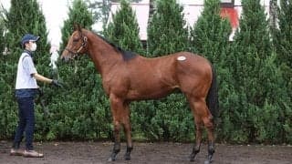 【セレクトセール2021】史上最高売上の116億円超！サイバー藤田氏は億超え7頭落札/1歳セッション