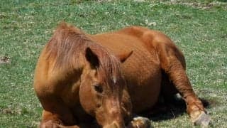 【セレクトセール2021注目馬】ウマ娘ファン必見！スペシャルウィークとグラスワンダーのひ孫が登場