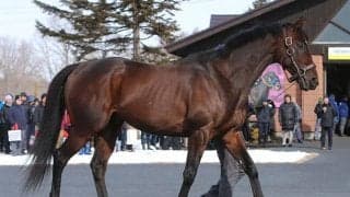 【セレクトセール2021】ハーツクライの最終世代やGI馬の弟、新種牡馬の産駒などが上場