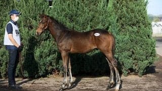 【セレクトセール2021】伯父にディープインパクトの良血馬　1億500万円で落札