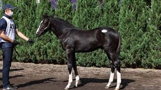 【セレクトセール2021】2日間の売上は225億超！総売上、当歳セッションとも最高額更新