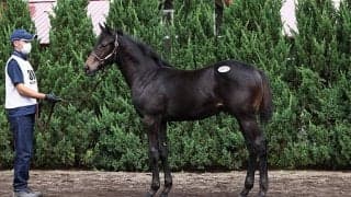 【セレクトセール2021】種牡馬別、落札者別の合計落札額まとめ　ロードカナロア産駒が首位の21億円超！