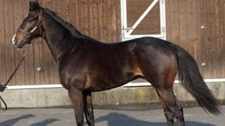 【JRA新馬戦】ディアドラの全弟リューベックなどがデビュー