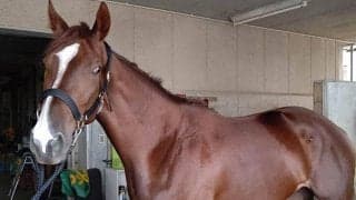 【地方競馬】兵庫の“ハシルショウグン”デビュー17戦目で初勝利！/地方競馬レース結果