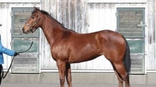 動きも気性も不安なし。アドマイヤラヴィは母の果たせなった夢を叶えるか