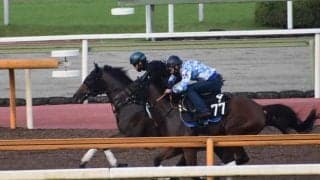 母系にダービー馬レイデオロ、サトノジークが新潟芝1800mでデビュー/関西馬メイクデビュー情報