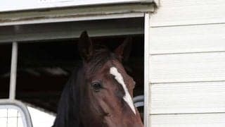 【地方競馬】新種牡馬ワンアンドオンリーの産駒が高知で初勝利！