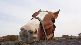 ディープスカイが3頭目の受け入れ馬に　ナイスネイチャ・33歳のバースデードネーションで