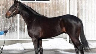 【JRA新馬戦】ジェンティルドンナの半弟メトセラなどがデビュー