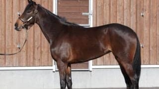 【本日の注目ポイント】新潟開催がスタート 新馬戦で良血馬デビューなど