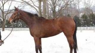 母はアメリカＧＩ３勝の名牝。ディープ産駒の大物ウィズグレイスの評価