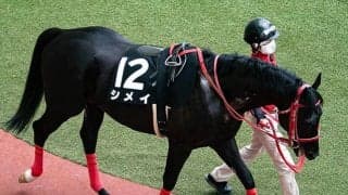 【先週のJRA抹消馬】ヨシオの半弟シメイ、障害競走のベテラン馬2頭など