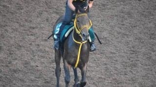 グランデアモーレの2019など、先週のゲート試験/栗東トレセンニュース