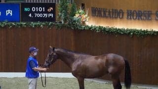 【セレクションセール】ドゥラメンテ産駒が4700万円