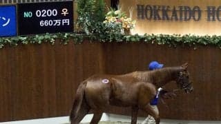 【セレクションセール】ケイティブレイブ半妹が660万円