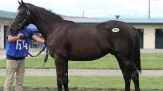 エピファネイア産駒が人気　売り上げ総額が初の40億円台を突破したセレクションセール