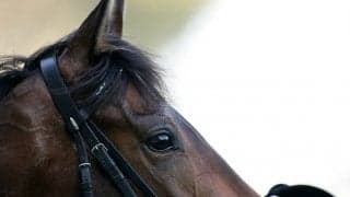 ディープインパクト衝撃の別れから2年　その功績をデータで振り返る