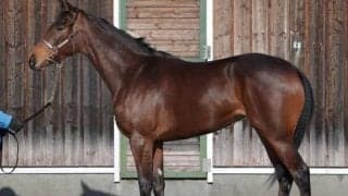 マイルCS覇者ステルヴィオの全妹 ステルナティーアが福永祐一騎手でデビュー/関東馬メイクデビュー情報