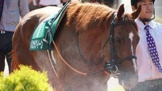 【驀進特別】アイビスSDで波乱を巻き起こしたバカラクイーンが登録