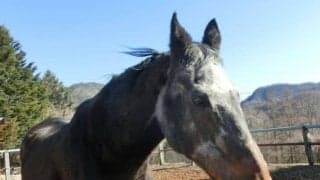 人間に換算すると100歳越え！40歳まで生きたシャルロットに見る「長寿馬アラカルト」