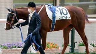 【門別競馬情報】得意の短距離に戻し勝利つかむかスティールグレート！JRAから転入5戦4勝コパノフレディーほか上位人気候補そろって外枠に「コロナに負けるな！日高町特別」/地方競馬情報