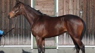 【JRA新馬戦】ステルヴィオの全妹ステルナティーアなどがデビュー