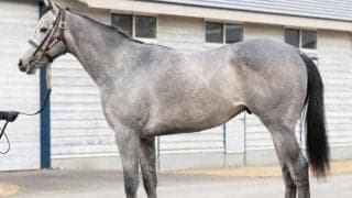 【JRA】宮本厩舎の“ヒロシクン”が初陣「パワーがあります」/ねぇさんのトレセン密着