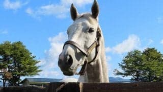 新種牡馬ラニとドリームバレンチノの産駒がJRA初出走