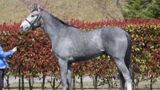 三冠馬の弟サンセットクラウドは「兄より雄大なフットワークを見せる」