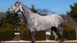 【海外競馬】S.アスムッセン調教師、北米新記録の通算9446勝達成