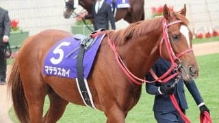 【クラスターC・馬体重】マテラスカイは531kg、ヒロシゲゴールドは480kg(-6)
