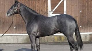 ドゥラメンテの甥ホウオウプレミアがC.ルメール騎手でデビュー/関東馬メイクデビュー情報