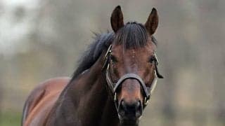 受け継がれる“大王”の血　キングカメハメハの功績を活躍馬と共に振り返る