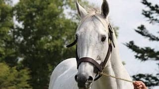 馬が喉を詰まらせる危険も…牧場見学でよくあるトラブルとは