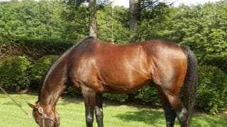 【JRA】顕彰馬選定記者投票に集計漏れ　「選定馬なし」で結果は変わらず