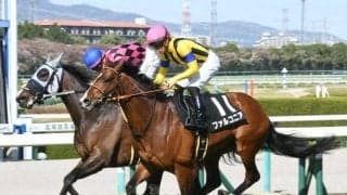 【小倉記念枠順確定】ファルコニアは2枠2番、ヴェロックスは7枠8番