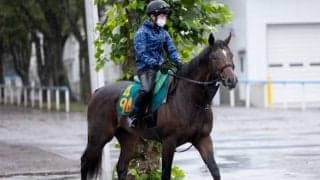 母はJRA3勝ハリウッドフェームがC.ルメール騎手でデビュー/関東馬メイクデビュー情報