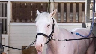 「ソダシの全部が好きです！」須貝尚介調教師が明かす“可愛いポイント”とは？