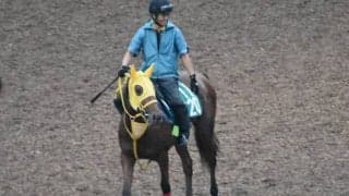 メイショウコウヨウなど、先週のゲート試験/栗東トレセンニュース