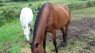 「近隣を巻き込んでしまった…」改めて考えさせられた牧場見学者のマナー問題