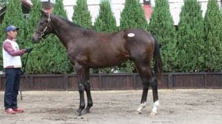 ディープ産駒サトノペルセウス、門別で9馬身差デビューV　セレクト1.7億円の高額馬