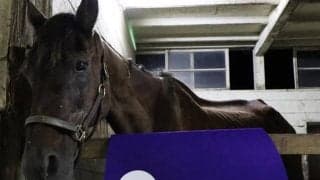 ジャパンC覇者レガシーワールドが死亡、32歳　日本調教馬初のセン馬のGIウイナー