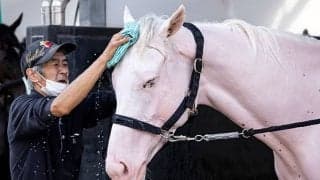 【札幌記念】大外枠は過去30回でわずか1勝、白毛馬ソダシは克服なるか