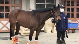 【北九州記念】アウィルアウェイ高野師「力を出せる状態」/ねぇさんのトレセン密着