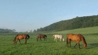 「私がボスよ」と洗礼も？ タイキシャトル、メイショウドトウらノーザンレイクで暮らす個性豊かな馬たち