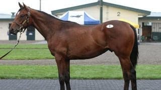 今年のサマーセールで最高価格馬の可能性も？ 4200万円で落札された注目の1頭