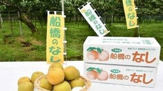 ロッテが梨5kgを50名にプレゼント　船橋市の特産品、9月1日西武戦のキーワードが必要